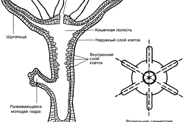 Кракен маркетплейс создатель