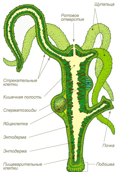 Кракен сс